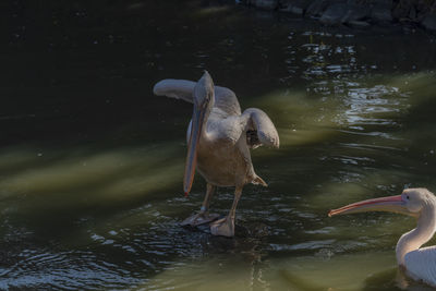 Birds swimming in lake