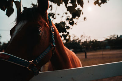 Close-up of horse in ranch against sky at sunset