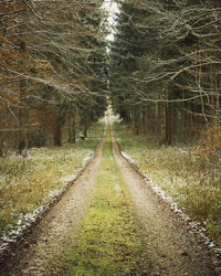 Railroad track amidst trees in forest