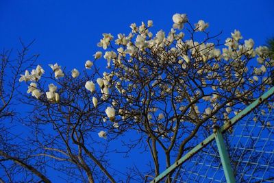 Low angle view of flower tree against blue sky