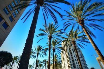 Low angle view of palm trees against blue sky