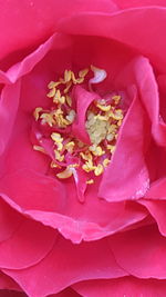 Close-up of pink rose