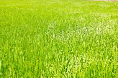 Scenic view of wheat field