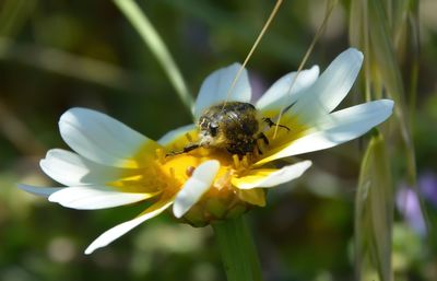 Close-up of insect on yellow flower