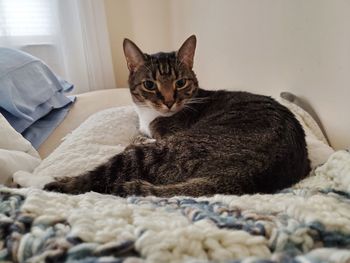 Portrait of cat resting on bed at home