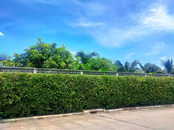 Plants growing on field against sky
