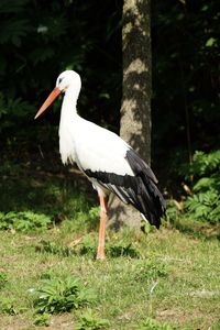 White bird on a field