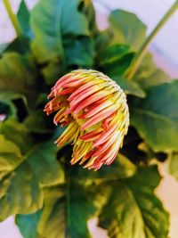 Close-up of red flowering plant