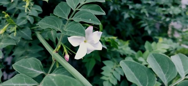 Close-up of white flowering plant