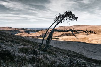 Tree on sand dune against sky