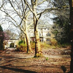 Bare trees against building