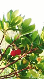 Close-up of green leaves on tree