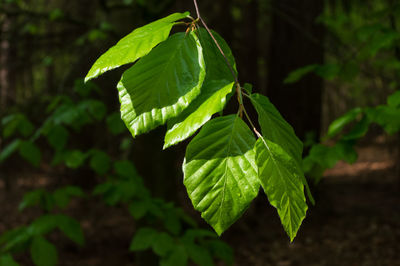 Close-up of green leaf