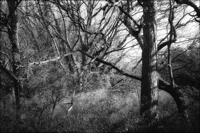 Bare tree in forest