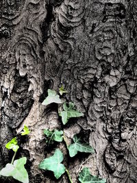 Close-up of leaves