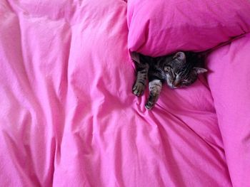 High angle view of cat sleeping on bed with pink sheets