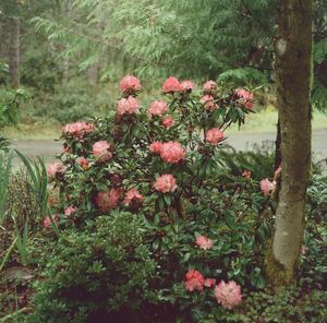 Pink flowering plants and trees in park