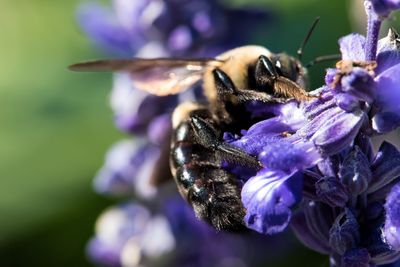 Close-up of honey bee on purple flower