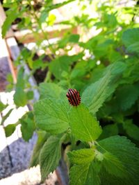 Close-up of insect on plant