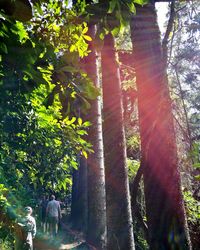 Trees in forest