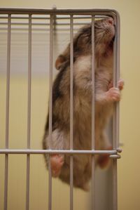 Close-up of dog in cage