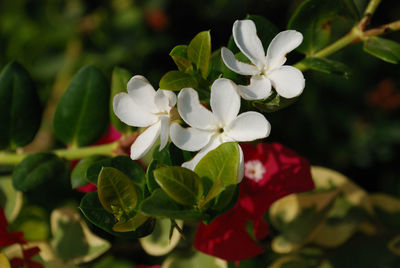 Close-up of white flowering plant