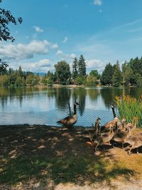 View of birds by lake