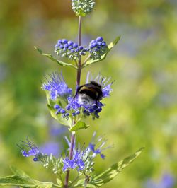 Close-up of bee pollinating on purple flower