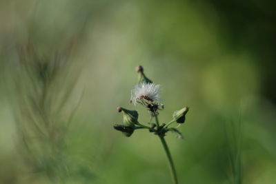 Close-up of honey bee on flower