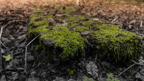 Full frame shot of moss growing on rock