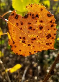 Close-up of yellow leaves on plant during autumn