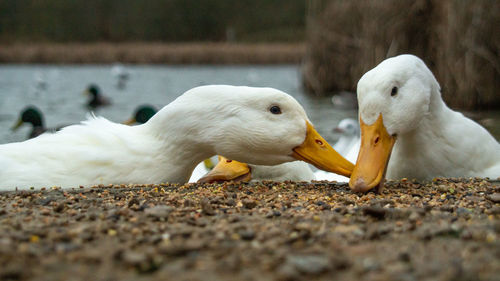 Close-up of birds eating