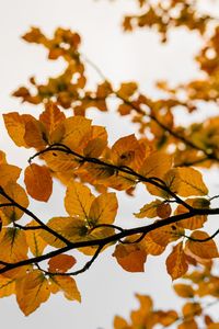 Low angle view of autumnal leaves against sky