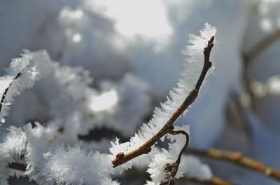 Close-up of plant against blurred background