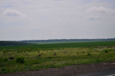 Scenic view of grassy field against sky