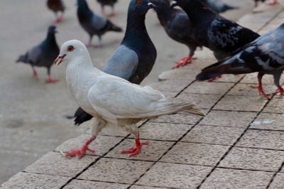 Seagull perching on a footpath