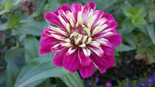 Close-up of pink flower blooming outdoors