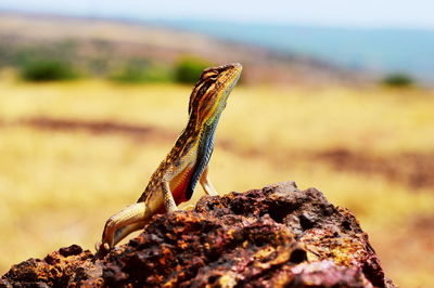 Close-up of lizard on rock