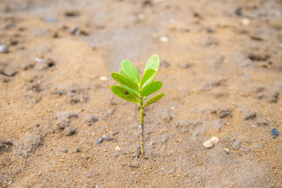 Close-up of small plant growing on field