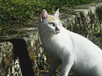 Close-up of cat sitting on grass