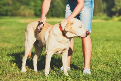 Low section of man grooming dog on field