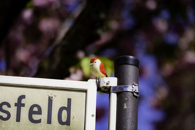 Close-up of bird perching on railing