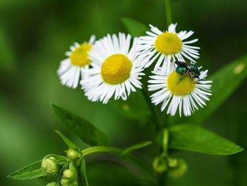 Close-up of white flowers