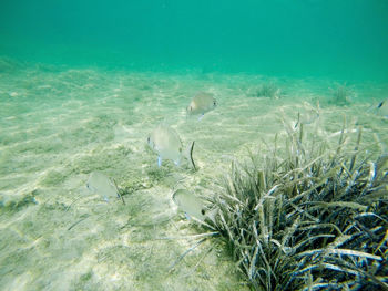 View of fish swimming underwater