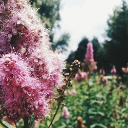 Close-up of pink flowers