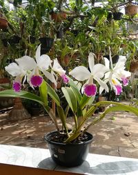 Close-up of white orchids blooming outdoors