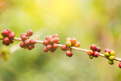 Close-up of plant