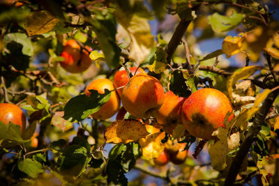 Close-up of fruits growing on tree