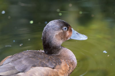 Close-up of duck swimming in lake