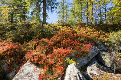 Plants and trees in forest during autumn